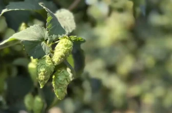 This One Might Be the Most Important New Hop Since Citra or Mosaic