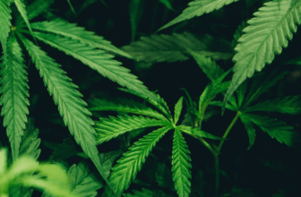 Cannabis Oil vs Hemp Oil – What’s The Difference?