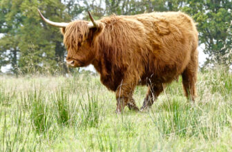 #Animal of the Month from Zoo and/or Farm ~ #SundayStills