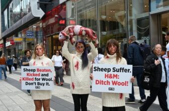 H&M: Stop Selling Wool and Spare Sheep