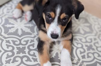 Meet Luka! Introducing a New Puppy to Our Moody Older Dog
