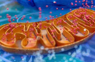 How Mitochondria Help Fight Infections and Calm Autoimmune Storms