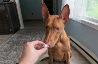 How to Give a Dog a Pill: What Actually Worked for Us (After She Outsmarted the First 5 Tricks)
