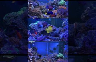 My 400g Reef