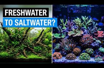How Can The Reef Keeping Hobby Grow?
