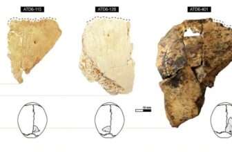 What the Inside of an 850,000-Year-Old Skull Can Tell You