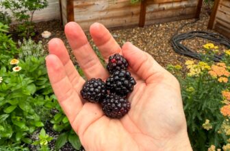Some Fruit Won’t Wait | Full Focus