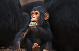 The Brain Ran on Fruit Long Before It Ran on Meat