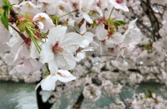 Sake Industry News. Issue #157