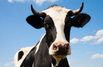 New York State Fair Should End Live Cow Births