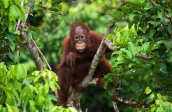 Fostering Community, Active Learning, and a Primate in Introductory Anthropology Class