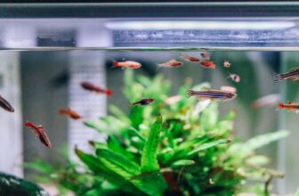 Why Some Aquarium Fish Lose Their Color After A Water Change