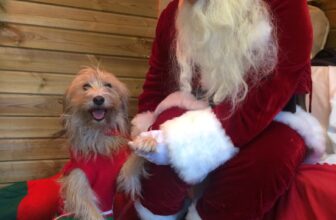 All in Advent Window 23! – Be That Dog!