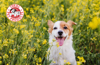 Spring allergies in pets: How to keep your furry friend comfortable