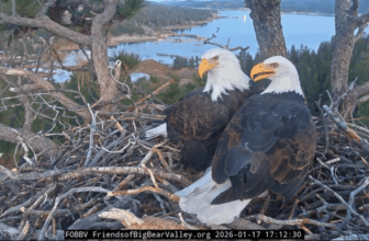 Jackie the bald eagle is ‘unstable’