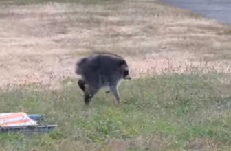 A disabled Seattle raccoon is winning hearts online