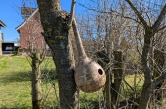 Resonating with a Gourd – Allegra Lab