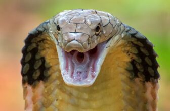 5 Fun Facts About Snakes