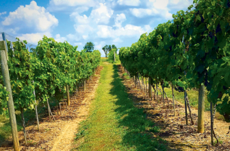 Vino 301 Wine Concierge