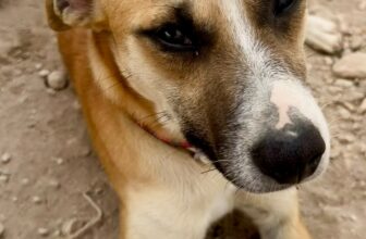 Levi – Podenco Mix Puppy