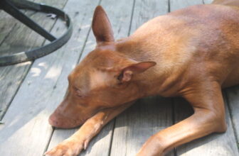 What My Dog’s Heart Disease Taught Me (That I Wish I’d Known Sooner)