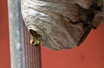 What Does a Wasp Nest Look Like?