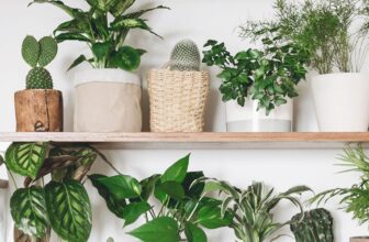 35 Low-Light Houseplants | ApartmentGuide.com