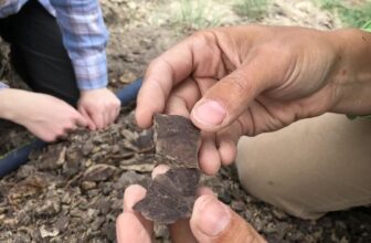 Forests Didn’t Fare Well During an Ancient Global Warming Event, Offering a ‘Cautionary’ Tale About Today’s Climate Change