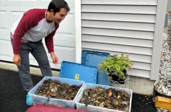 Maine’s Cambodian Community Is Keeping Invasive Crabs at Bay
