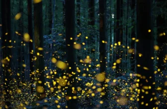 Are You Noticing It Too? Fireflies Are Fading From Our Summer Nights