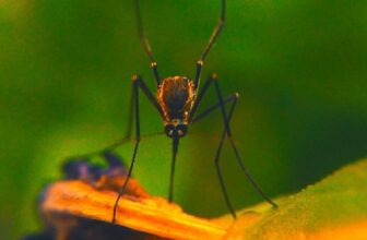 Stop Mosquitoes This Awareness Week