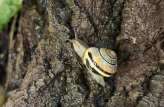 Snails Can Make Their Slime Sticky, Slippery, Foamy or Hard Depending on Their Needs. Here’s How They Tweak Their Multipurpose Mucus