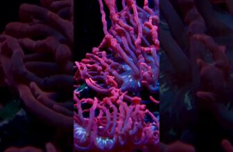 Black Widow Anemone Tank