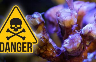 How to Treat Brown Jelly Disease