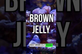 Treating Brown Jelly