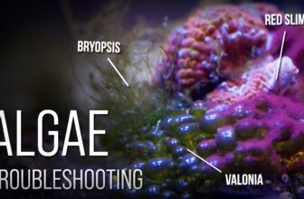 6 Reef Tank Nuisance Algae and How to Beat Them