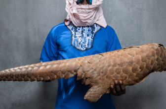 How This New DNA Tool Could Reveal Where Trafficked Pangolins Were Poached