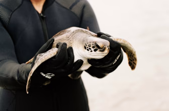 Funding Challenges for Endangered Species Recovery