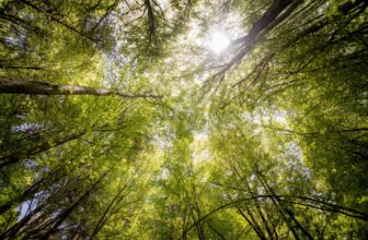 Is CORSIA “a climate fraud”?