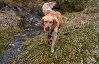 How to Get Rid of Dog Odor: A Science-Based Guide to Eliminating Dog Smell