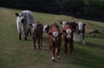Low-Stress Weaning Tips for Healthier Calves