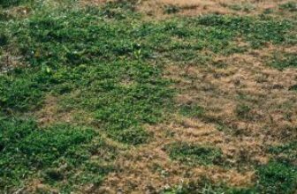 What Your Pasture Weeds Are Really Telling You