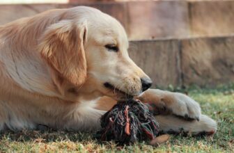 How to Choose the Best Dog Breed for Your Family