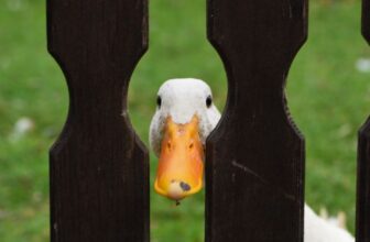 A Duck and a Fence