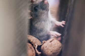 Signs of Roof Rats | Common Signs of Roof Rats in Phoenix