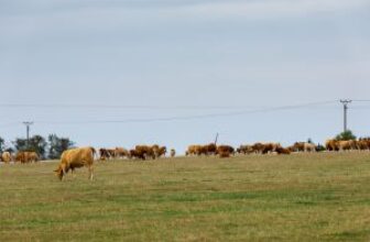 How to Prep Your Herd for Winter