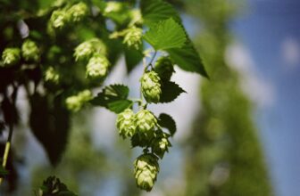 River Dart Summer Ale – Brewing with Homegrown Calais Goldings