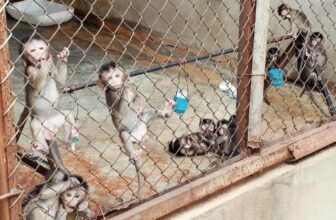 Save Monkeys, Stop Traffickers: Support the PRIMATE Act!