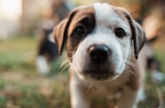 Animal Control Officer Accused of Burning Puppies Alive