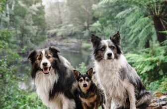 Warburton Photography Session with Dogs